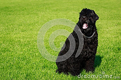 Dog breed Russian Black Terrier Stock Photo