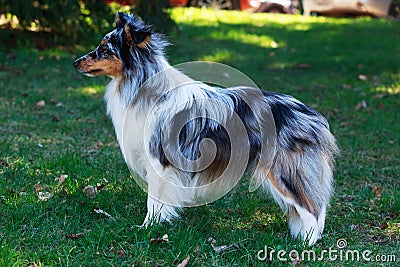 Dog breed Sheltie Stock Photo