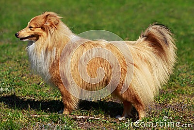 Dog breed Sheltie Stock Photo