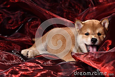 Dog breed Shiba Inu puppy Stock Photo