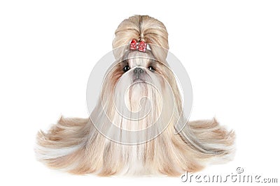 Dog of breed shih-tzu Stock Photo