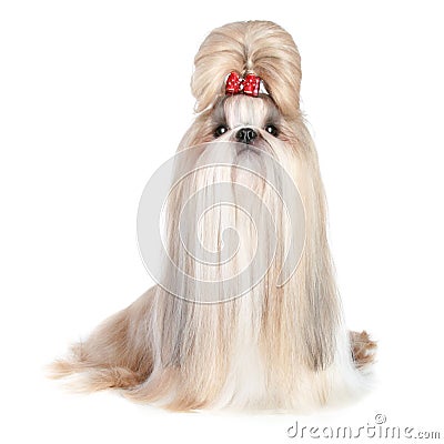 Dog of breed shih-tzu Stock Photo