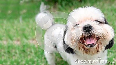 Dog breed Shih-Tzu Brown fur That is in the garden of grass. Stock Photo