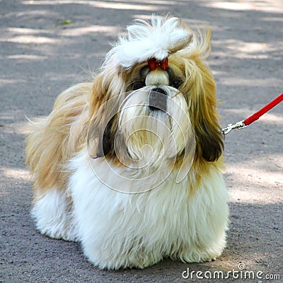 Dog breed shih tzu close-up Stock Photo