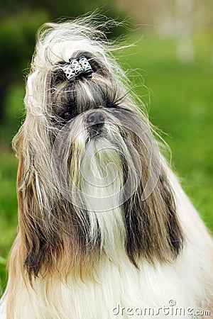 Dog breed Shih Tzu Stock Photo