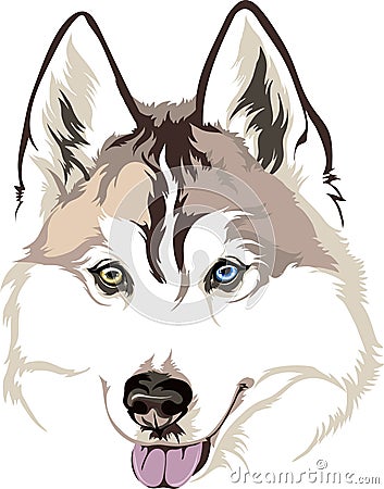 dog breed Siberian Husky with different eyes Vector Illustration