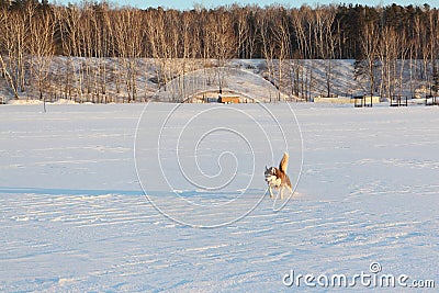 Dog of breed the Siberian Husky running on a snow beach Stock Photo