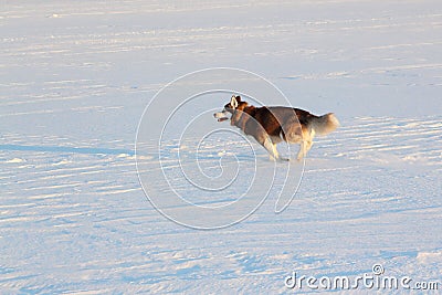 Dog of breed the Siberian Husky running on a snow beach Stock Photo