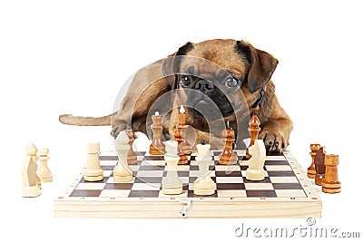 Dog Breed Small Brabant with chess Stock Photo