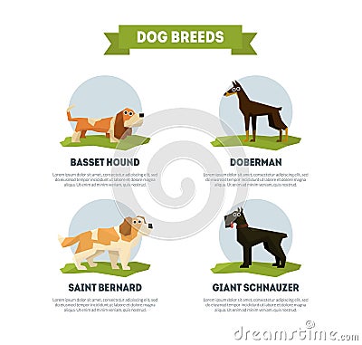 Dog Breeds Banner Template, Basset Hound, Doberman, Saint Bernard, Giant Schnauzer Vector Illustration Vector Illustration