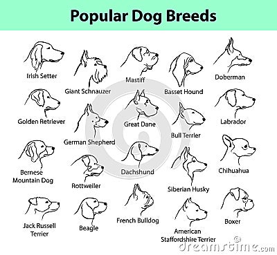 Dog Breeds Collection Vector Illustration