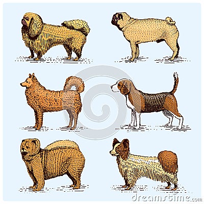 Dog breeds engraved, hand drawn vector illustration in woodcut scratchboard style, vintage drawing species. pug and Vector Illustration