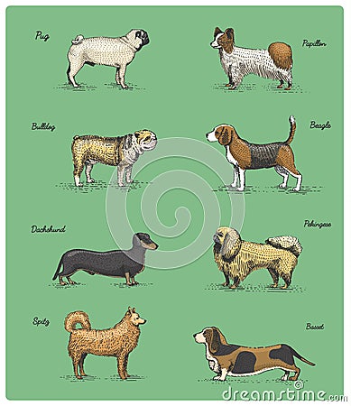 Dog breeds engraved, hand drawn vector illustration in woodcut scratchboard style, vintage drawing species. Vector Illustration