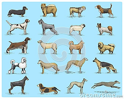 Dog breeds engraved, hand drawn vector illustration in woodcut scratchboard style, vintage drawing species. pug and Vector Illustration