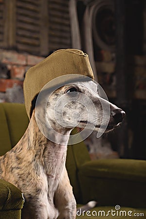 Dog breeds Whippet in the clothes of a soldier Stock Photo