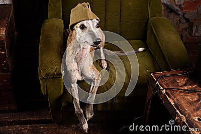 Dog breeds Whippet in the clothes of a soldier Stock Photo