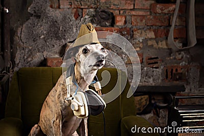 Dog breeds Whippet in the clothes of a soldier Stock Photo