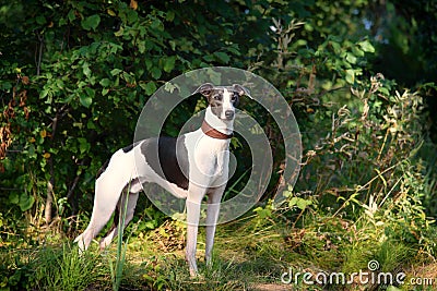 Dog breeds whippet, greyhound hunting dogs Stock Photo