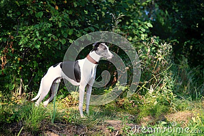 Dog breeds whippet, greyhound hunting dogs Stock Photo