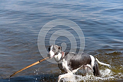 Dog breeds whippet on summer nature. A dog in the water plays wi Stock Photo