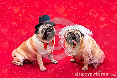 Dog bride and groom. Two pugs. Dog wedding. Bride and groom Stock Photo