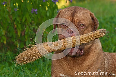 Dog with a broom Stock Photo