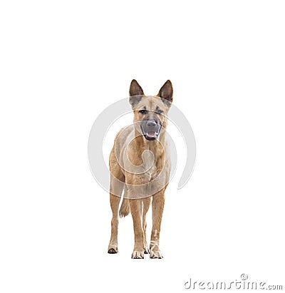 Dog brown breed asia looking Stock Photo