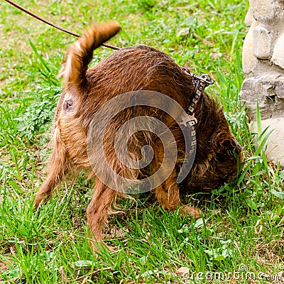 Dog Brussels Griffon on a leash sniffs the grass in the yard. Stock Photo