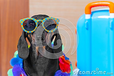 Cute puppy wearing sunglasses Hawaiian outfit portrait suitcase travel tourist Stock Photo