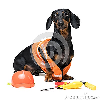 Dog builder dachshund in an orange construction helmet with various construction tools screwdriver, pliers, isolated on white ba Stock Photo