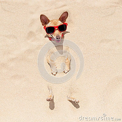 Dog buried in sand Stock Photo