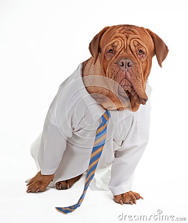 Dog businessman Stock Photo