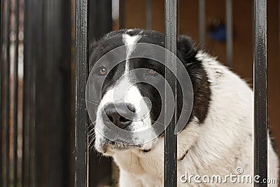 Dog cage Stock Photo