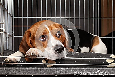 Dog in cage Stock Photo