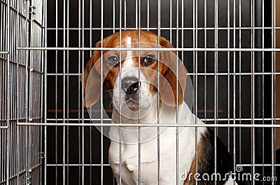 Dog in a cage Stock Photo