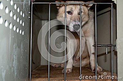 Dog in the cage Stock Photo