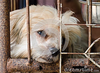 Dog in cage Stock Photo