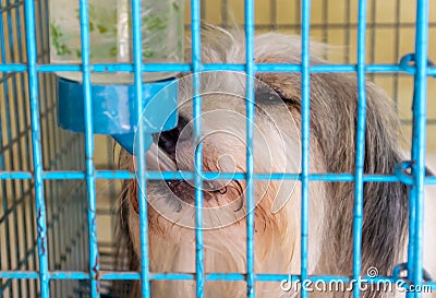 Dog in the cage Imprisoned Stock Photo