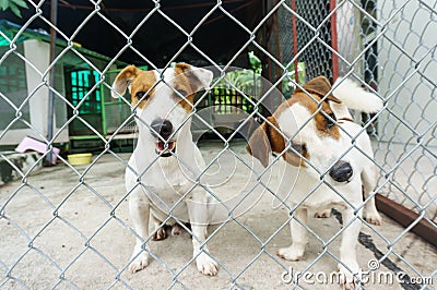 Dog in the cage Stock Photo