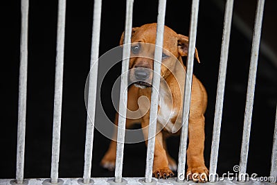 Dog in a cage Stock Photo