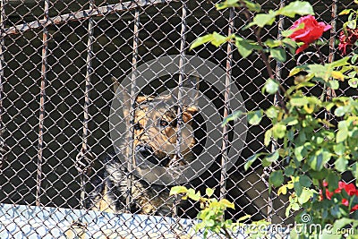 Dog cage Stock Photo