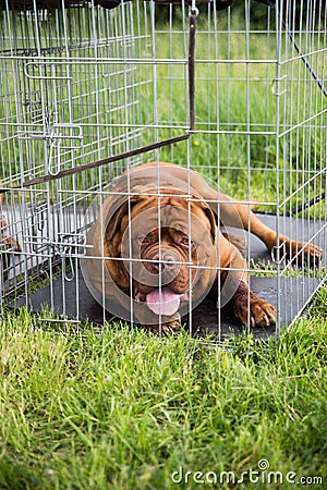 Dog in a cage Stock Photo