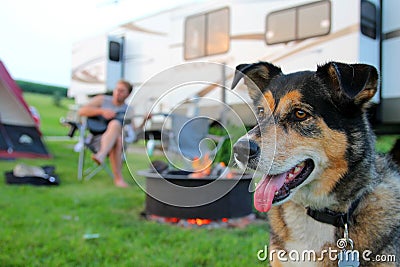 Dog at Campground in Front of Man Playing Guitar Stock Photo