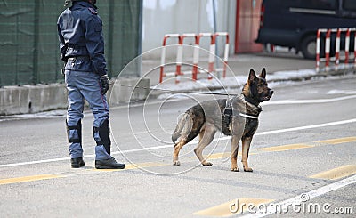 Dog Canine Unit of the police during the inspection of the area Editorial Stock Photo