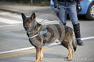 Dog Canine Unit of the police and a police officer in uniform du Editorial Stock Photo