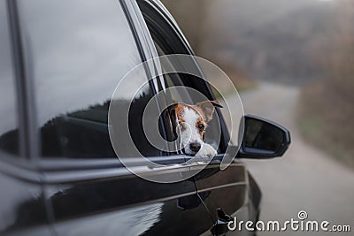 The dog is in the car. pet travel Stock Photo