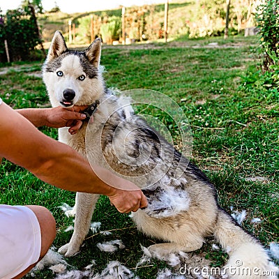 Dog care, Siberian Husky sheds, the owner of the dog combs the old fur, the work is done on the street Stock Photo