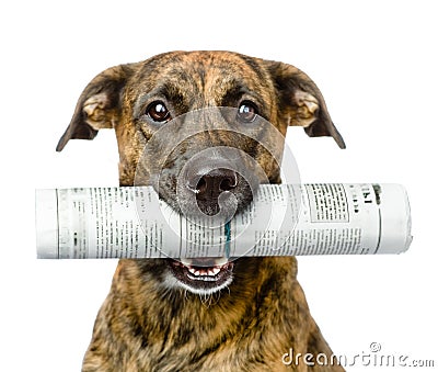 Dog carrying newspaper. isolated on white background Stock Photo