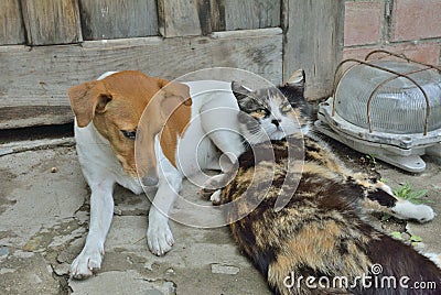 Dog and cat 1 Stock Photo