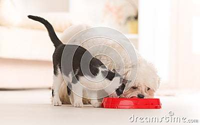 Dog and cat eating food from a bowl Stock Photo